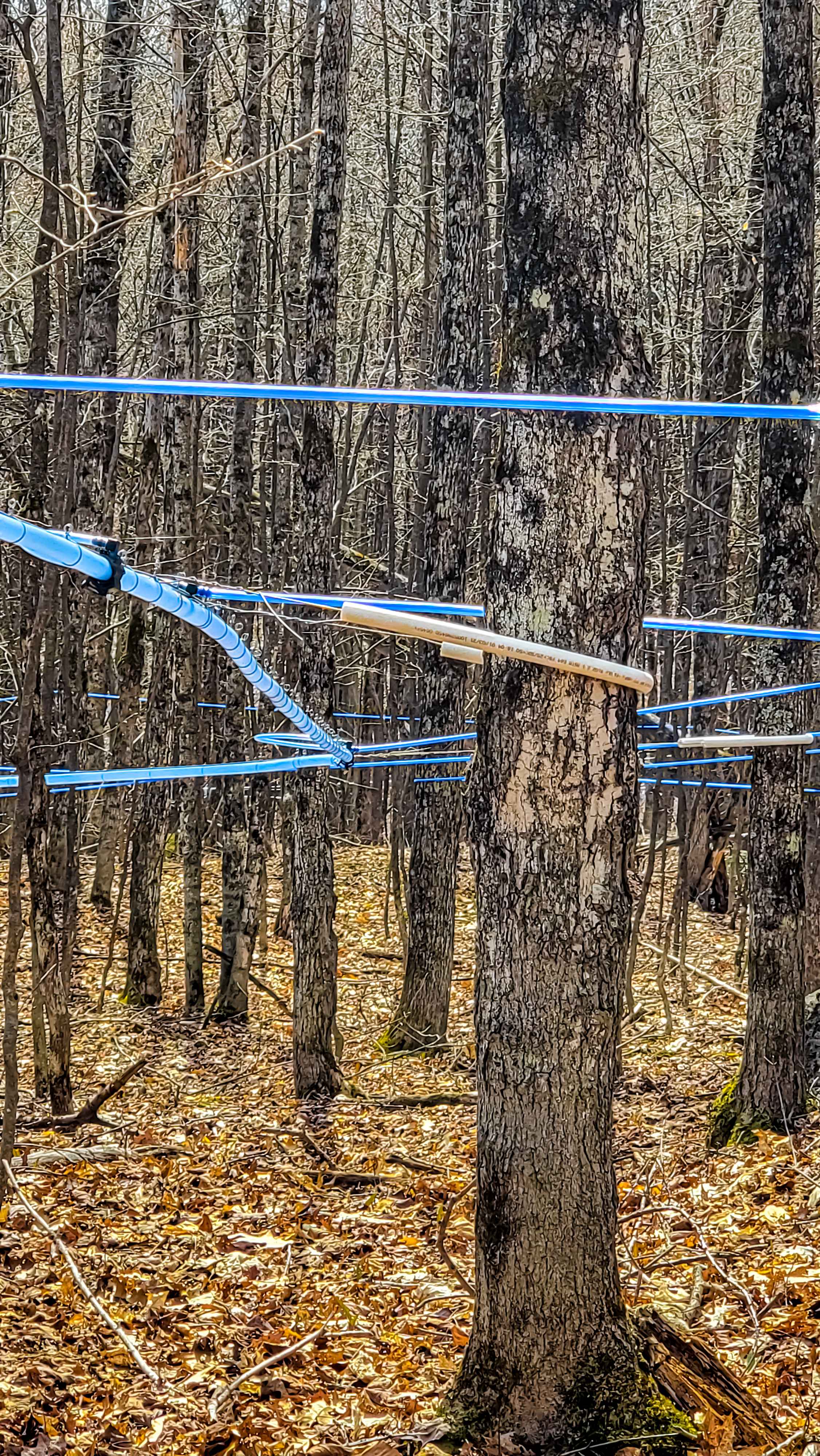 Réseau de tubulure érablière